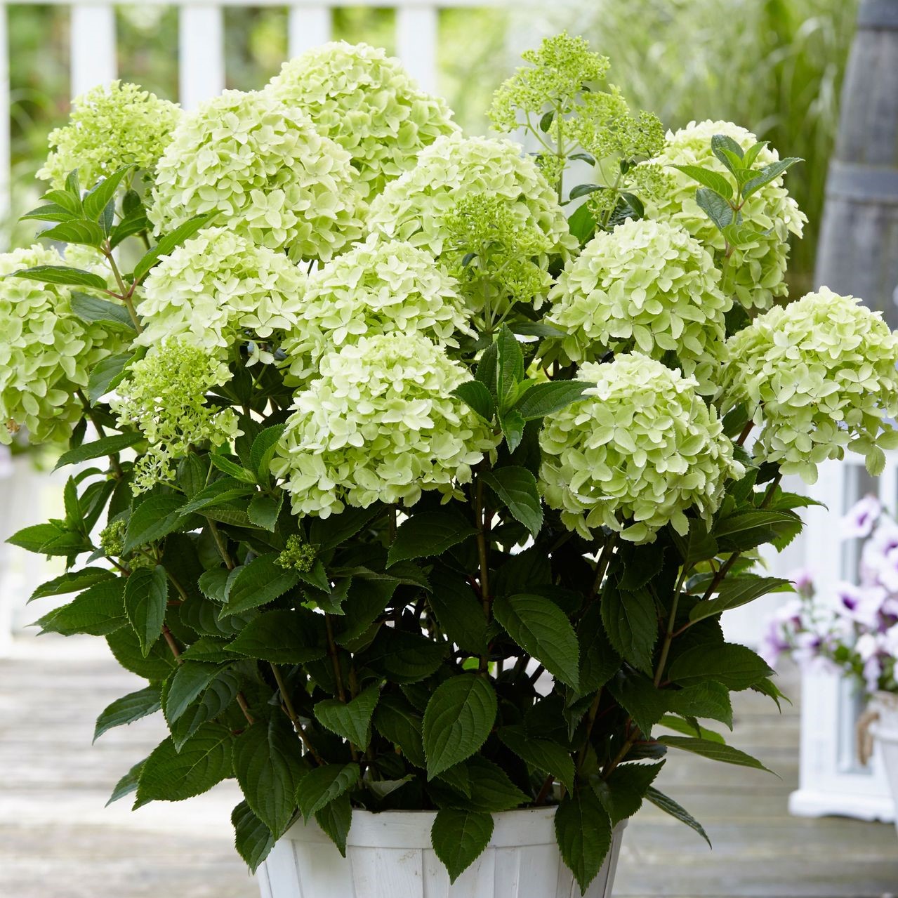 Гортензия метельчатая Гарденлайт Уайт Лайт